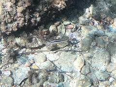 Symphodus doderleini