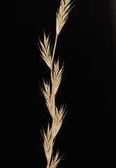 Tripogon jacquemontii