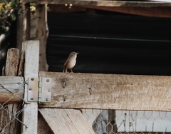 Troglodytes aedon chilensis