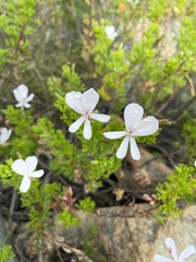 Pelargonium ternatum