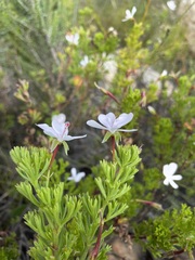 Pelargonium ternatum