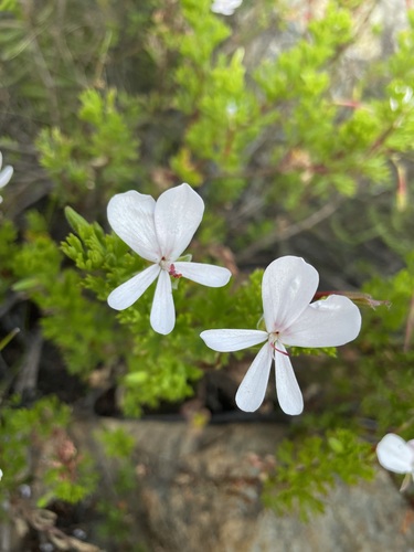 Image of Pelargonium ternatum by (c) Matt Berger, some rights reserved (CC BY)