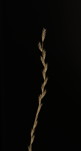 Image of Tripogon Jacquemontii (Tripogon jacquemontii) by no rights reserved