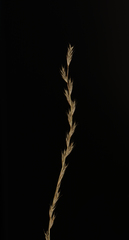 Tripogon jacquemontii