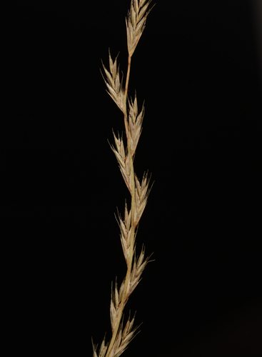 Image of Tripogon Jacquemontii (Tripogon jacquemontii) by no rights reserved
