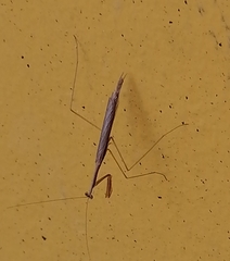 Bistanta mexicana