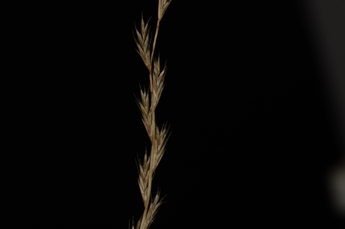 Image of Tripogon Jacquemontii (Tripogon jacquemontii) by no rights reserved