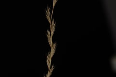 Tripogon jacquemontii