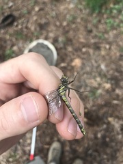 Hylogomphus abbreviatus