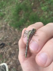 Hylogomphus abbreviatus