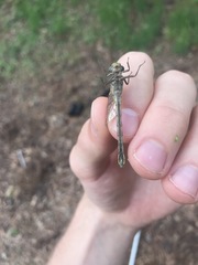 Hylogomphus abbreviatus