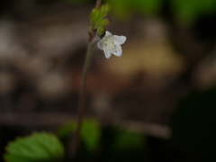 Hibiscus lobatus