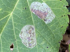 Phyllonorycter tiliacella