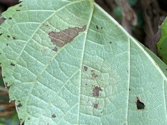 Phyllonorycter tiliacella