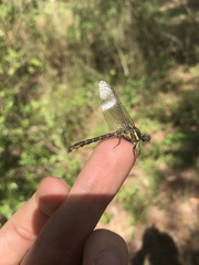 Hylogomphus apomyius