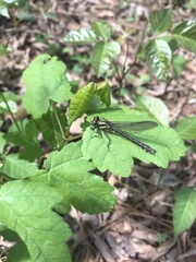 Hylogomphus apomyius