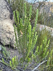 Cliffortia pulchella