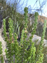 Cliffortia pulchella