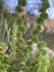 Cliffortia pulchella