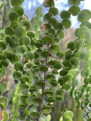 Cliffortia pulchella