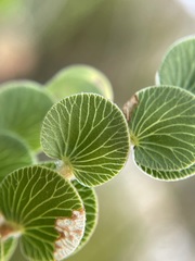 Cliffortia pulchella