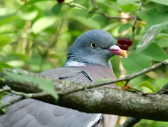 Columba palumbus