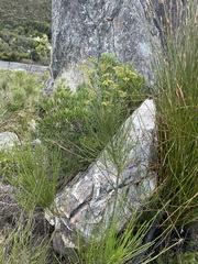 Anginon