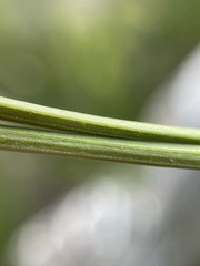 Anginon