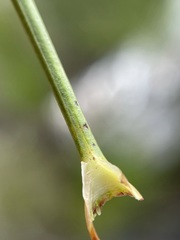 Anginon