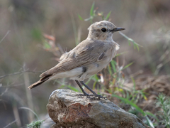 Oenanthe isabellina