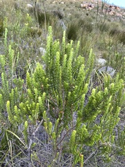 Cliffortia pulchella