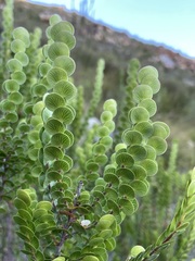 Cliffortia pulchella