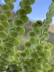 Cliffortia pulchella