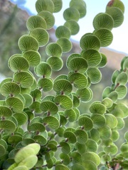 Cliffortia pulchella