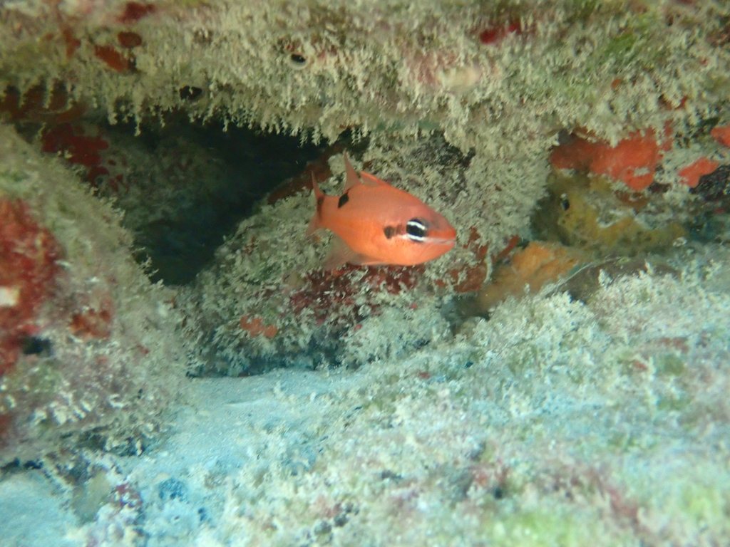 Flamefish (Apogon maculatus) — Apogonidae