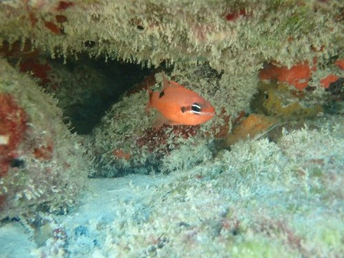 Vlamkardinaalbaars (Apogon maculatus) — Apogonidae