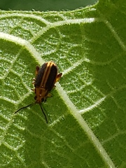 Heikertingeria clarki