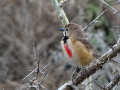 Rhodophoneus cruentus