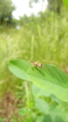 Irantha