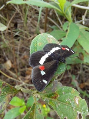 Paramimus stigma stanna