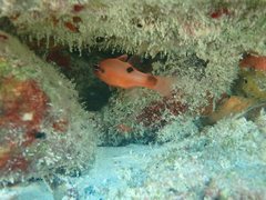 Apogon maculatus