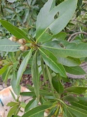 Gordonia lasianthus