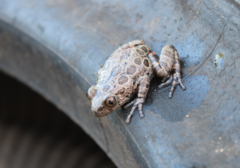 Hylambates maculatus