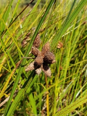 Bolboschoenus robustus