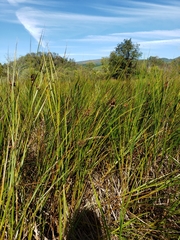 Bolboschoenus robustus