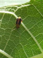 Heikertingeria clarki