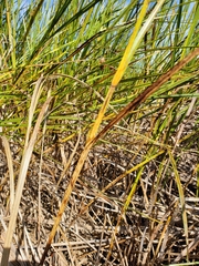 Bolboschoenus robustus