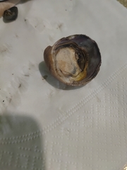 Crepidula fornicata