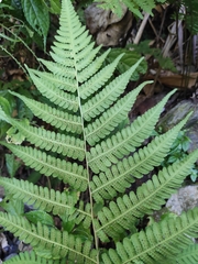 Deparia okuboana