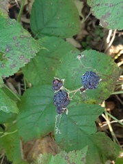 Rubus caesius